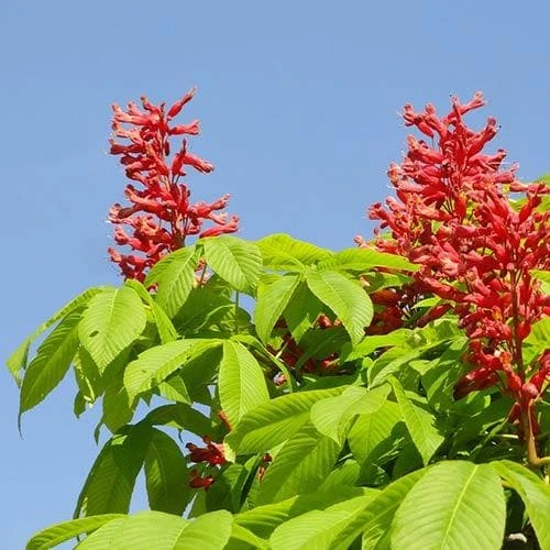 Aesculus Pavia 4 Aesculus Pavia - Image 2