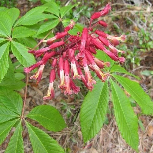 Aesculus Pavia 3 Aesculus Pavia