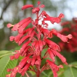 Aesculus Pavia 9 Aesculus Pavia -Fruit Garden Shop Aesculus pavia 05