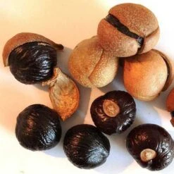 Aesculus Indica - Indian Horse Chestnut -Fruit Garden Shop Aesculus Indica 02