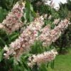 Aesculus Indica - Indian Horse Chestnut -Fruit Garden Shop Aesculus Indica 03