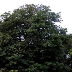 Aesculus Indica - Indian Horse Chestnut -Fruit Garden Shop Aesculus Indica 04