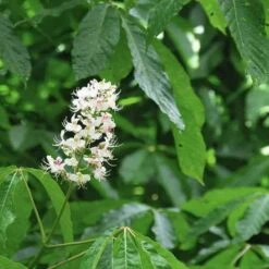 Aesculus Indica - Indian Horse Chestnut -Fruit Garden Shop Aesculus Indica 05
