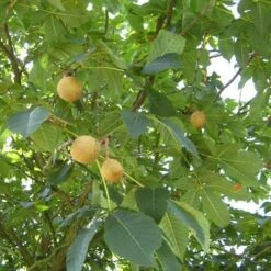 Aesculus X Carnea Briotii -Fruit Garden Shop Aesculus carnea Briotii 05