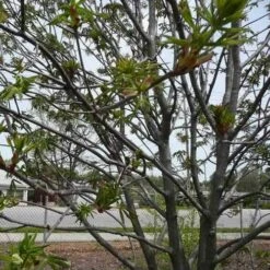 Aesculus X Arnoldiana -Fruit Garden Shop Aesculus x Arnoldiana 03