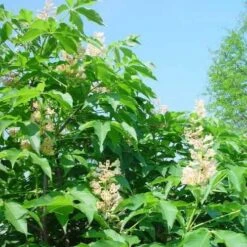 Aesculus X Arnoldiana -Fruit Garden Shop Aesculus x Arnoldiana 05