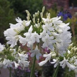 Agapanthus Arctic Star -Fruit Garden Shop Agapanthus Arctic Star 01
