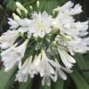 Agapanthus Arctic Star 1 Agapanthus Arctic Star -Fruit Garden Shop Agapanthus Arctic Star 02