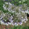 Agapanthus Fireworks -Fruit Garden Shop Agapanthus Fireworks 01