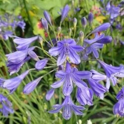 Agapanthus Lapis Lazuli -Fruit Garden Shop Agapanthus Lapis Lazuli 02