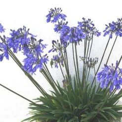 Agapanthus Lapis Lazuli -Fruit Garden Shop Agapanthus Lapis Lazuli 05