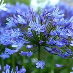 Agapanthus Lapis Lazuli -Fruit Garden Shop Agapanthus Lapis Lazuli 06