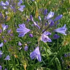 Agapanthus Blue Storm