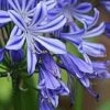Agapanthus Charlotte -Fruit Garden Shop AgapanthusCharlotte