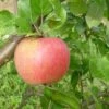 Apple Alkmene -Fruit Garden Shop Alkmene01
