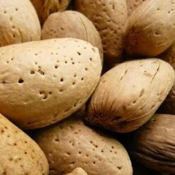 Almond - Prunus Dulcis Robijn -Fruit Garden Shop Almond Robijn 03