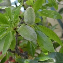Almond - Prunus Dulcis Robijn -Fruit Garden Shop Almond Robijn 06