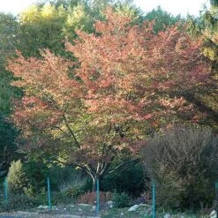 Amelanchier X Grandiflora Robin Hill AGM -Fruit Garden Shop Amelanchier x grandiflora Robin Hill 02x