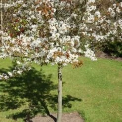Amelanchier X Grandiflora Robin Hill AGM