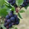 Amelanchier Alnifolia Thiessen 2 Amelanchier Alnifolia Thiessen -Fruit Garden Shop AmelanchieralnifoliaThiessen2