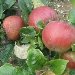 Apple Howgate Wonder -Fruit Garden Shop Apple Howgate Wonder 03