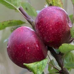 Apple Kingston Black -Fruit Garden Shop Apple Kingston Black 04