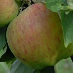 Apple Lane's Prince Albert -Fruit Garden Shop Apple Lanes Prince Albert 03