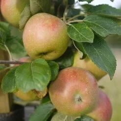 Apple Lane's Prince Albert -Fruit Garden Shop Apple Lanes Prince Albert 04