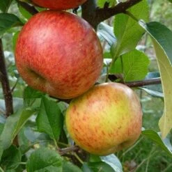 Apple Pixie -Fruit Garden Shop Apple pixie 02