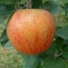 Apple King Of The Pippins -Fruit Garden Shop Apple King of the Pippens Waiting on permission to use