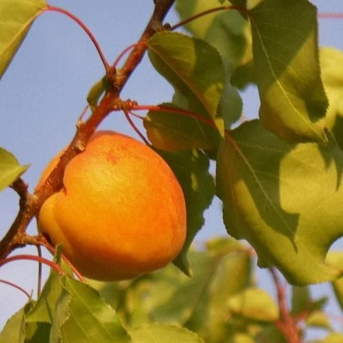 Apricot Bredase 4 Apricot Bredase - Image 2