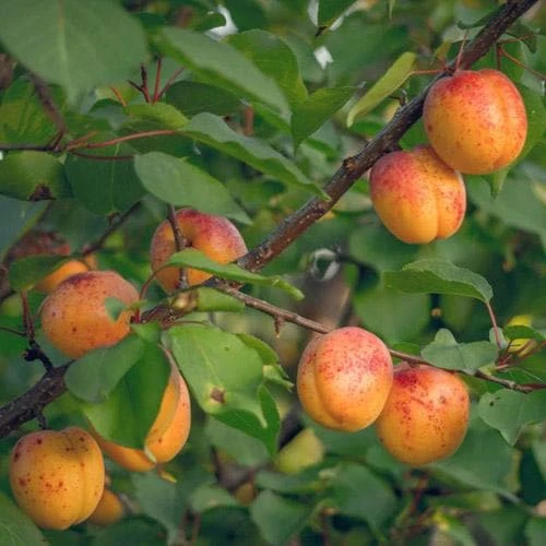 Apricot Bredase 6 Apricot Bredase - Image 4