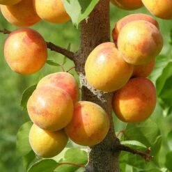 Apricot Early Moorpark 9 Apricot Early Moorpark -Fruit Garden Shop Apricots 03