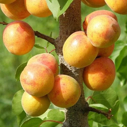 Apricot Early Moorpark 6 Apricot Early Moorpark - Image 4