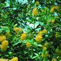 Argyrocytisus Battandieri 17 Argyrocytisus Battandieri -Fruit Garden Shop Argyrocytissus batterendii 04