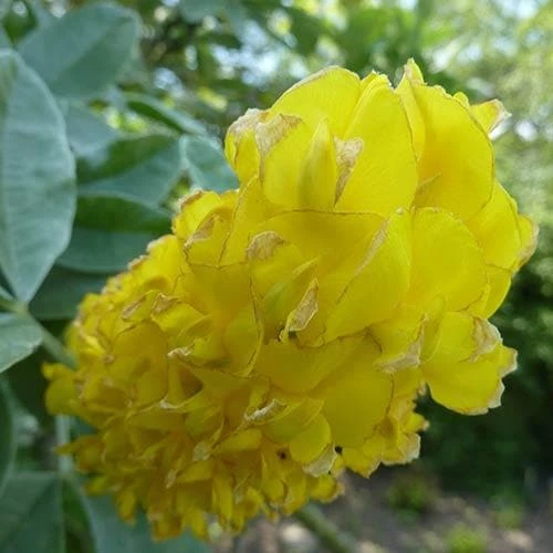 Argyrocytisus Battandieri 8 Argyrocytisus Battandieri - Image 6