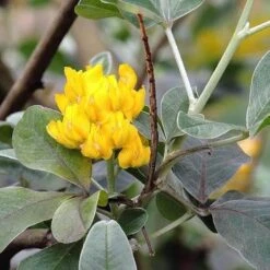 Argyrocytisus Battandieri 13 Argyrocytisus Battandieri -Fruit Garden Shop Argyrocytisus battandieri 05