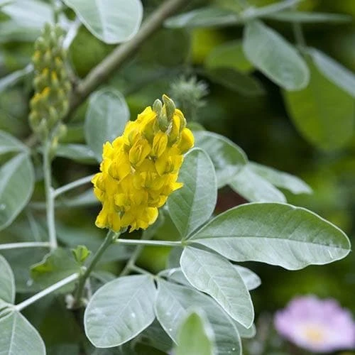 Argyrocytisus Battandieri 7 Argyrocytisus Battandieri - Image 5