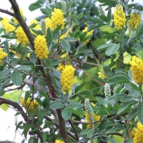 Argyrocytisus Battandieri 3 Argyrocytisus Battandieri