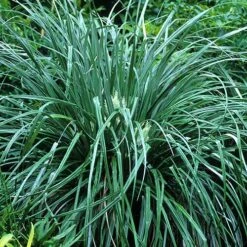 Astelia Banksii -Fruit Garden Shop Astelia banksii 03