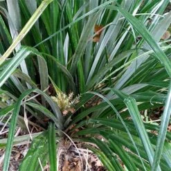 Astelia Banksii -Fruit Garden Shop Astelia banksii 04