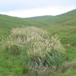 Cortaderia Fulvida 6 Cortaderia Fulvida -Fruit Garden Shop Austroderia fulvida 01