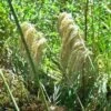 Cortaderia Fulvida -Fruit Garden Shop Austroderia fulvida 03