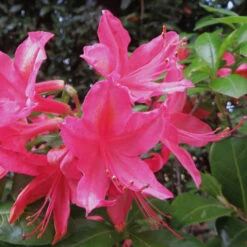 Azalea Mollis Jolie Madame -Fruit Garden Shop Azalea mollis Jolie Madame 02