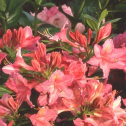 Azalea Mollis Jolie Madame -Fruit Garden Shop Azalea mollis Jolie Madame 04