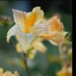 Azalea Mollis Harvest Moon -Fruit Garden Shop AzaleaHarvestMoon04