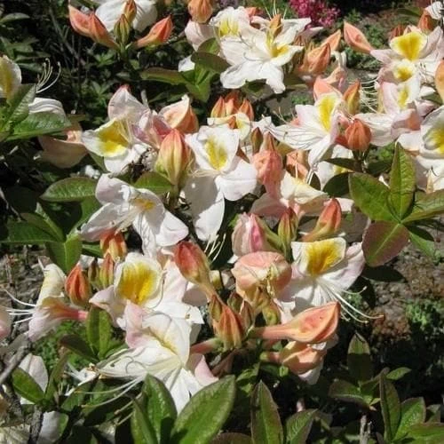 Azalea Mollis Silver Slipper 4 Azalea Mollis Silver Slipper - Image 2