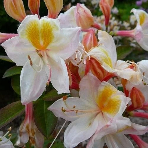 Azalea Mollis Silver Slipper 5 Azalea Mollis Silver Slipper - Image 3