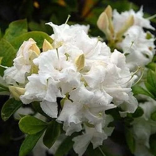 Azalea Mollis Whitethroat 3 Azalea Mollis Whitethroat