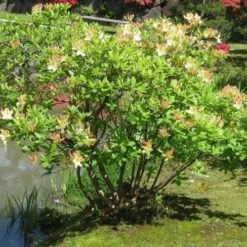 Azalea Mollis Daviesii -Fruit Garden Shop Azalea mollis Daviesii 03